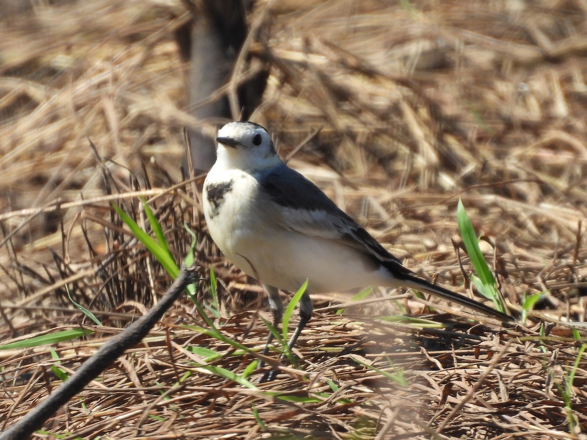 linerle - ML646038145