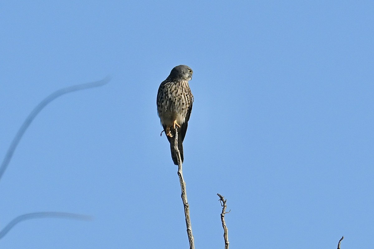 Eurasian Kestrel - ML646038149