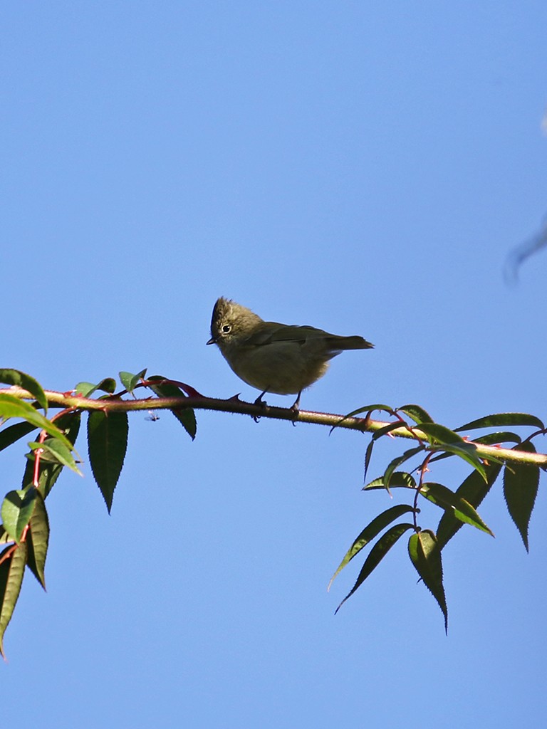 Yellow-browed Tit - ML646038157