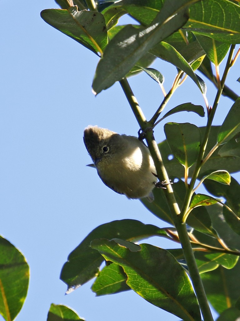 Yellow-browed Tit - ML646038158