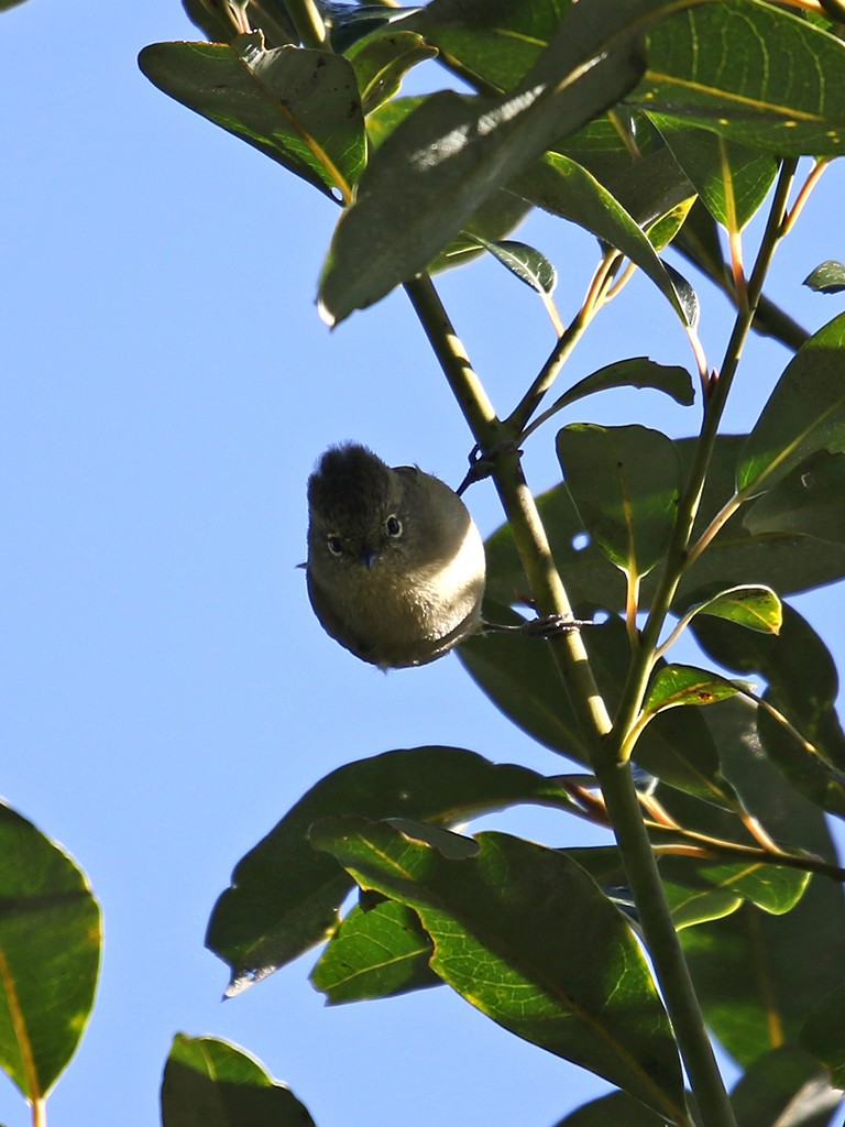 Yellow-browed Tit - ML646038159