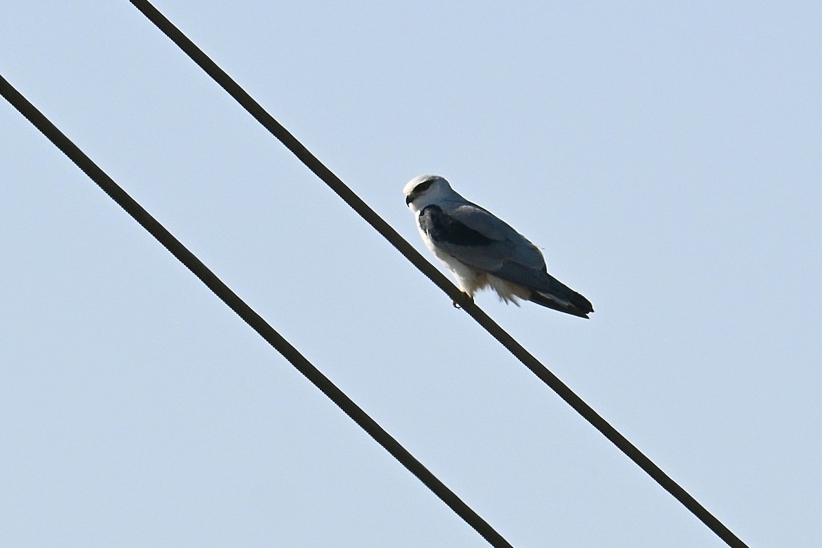 Black-winged Kite - ML646038160