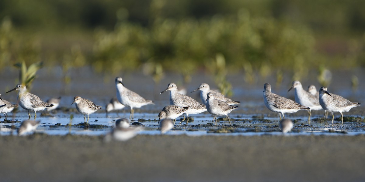 Great Knot - ML646038164