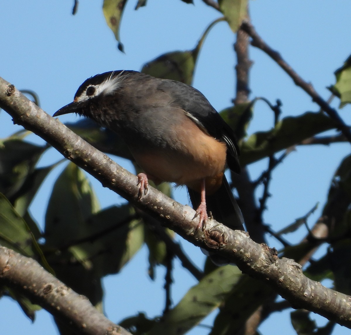 White-eared Sibia - ML646038167