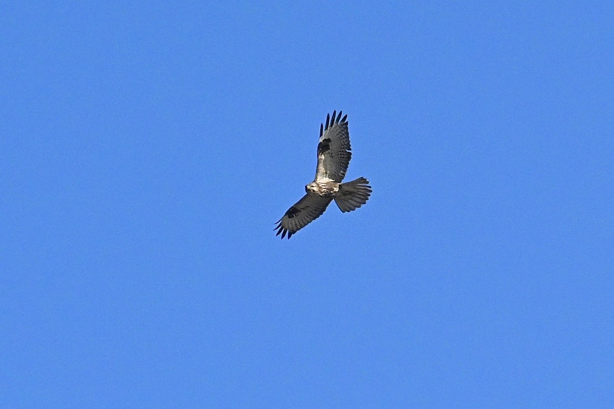 Eastern Buzzard - ML646038169