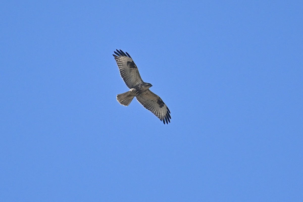 Eastern Buzzard - ML646038170