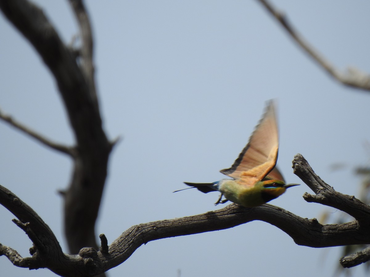 Rainbow Bee-eater - ML646038171