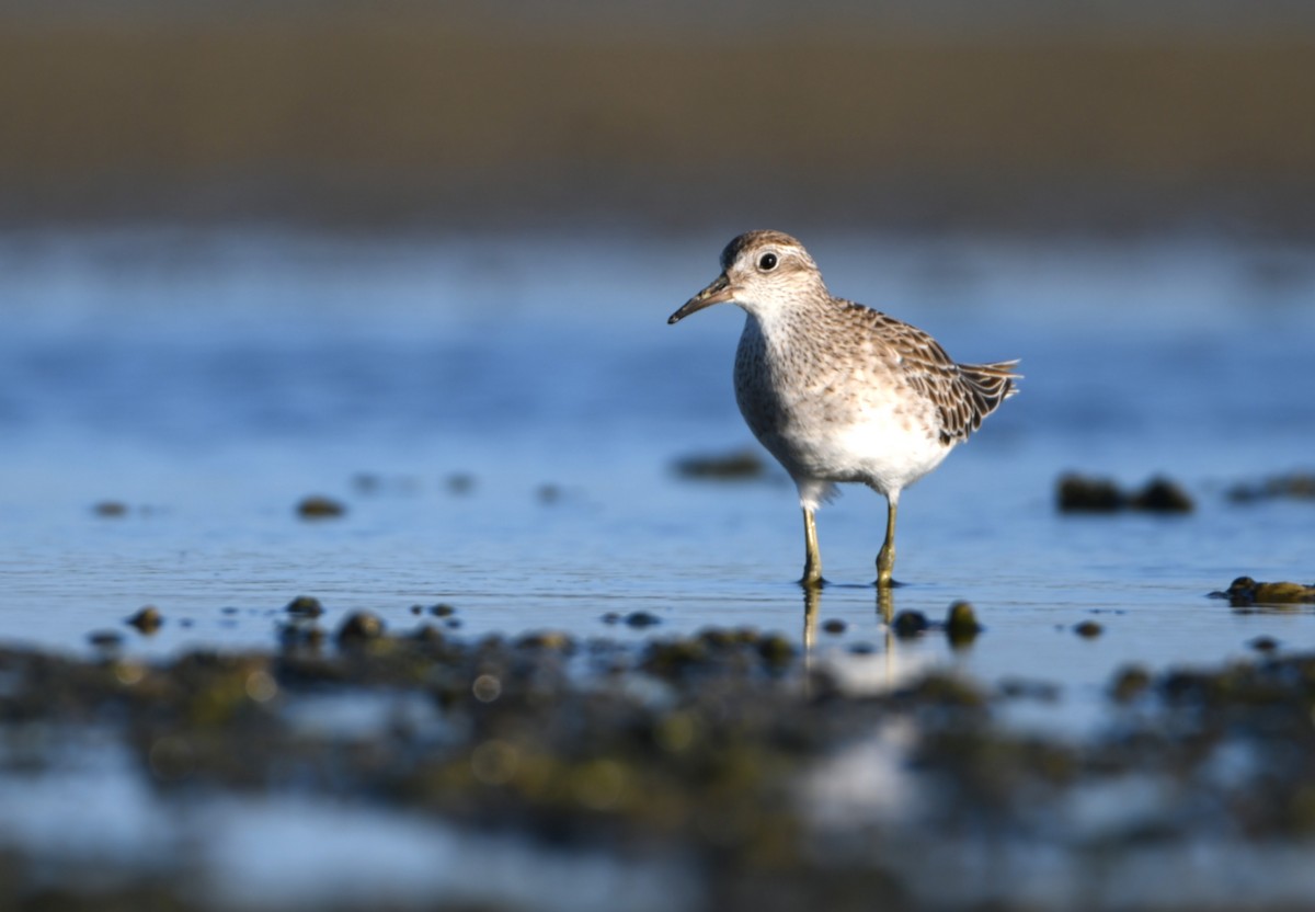 Sharp-tailed Sandpiper - ML646038172