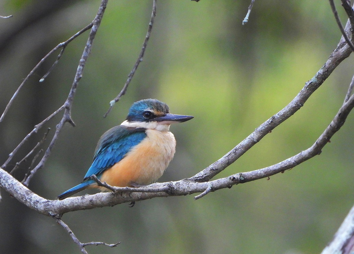 Sacred Kingfisher - ML646038173