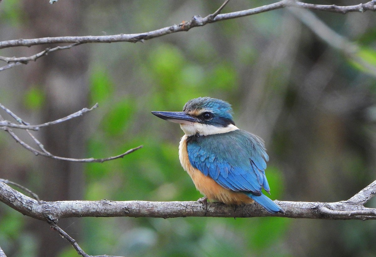 Sacred Kingfisher - ML646038174
