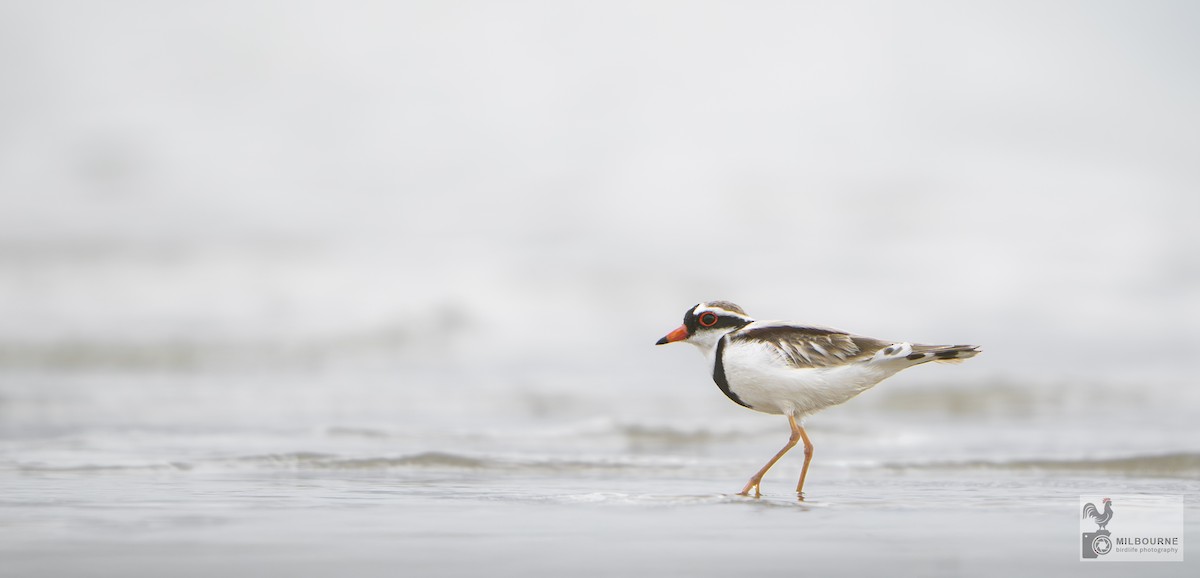 Black-fronted Dotterel - ML646038175