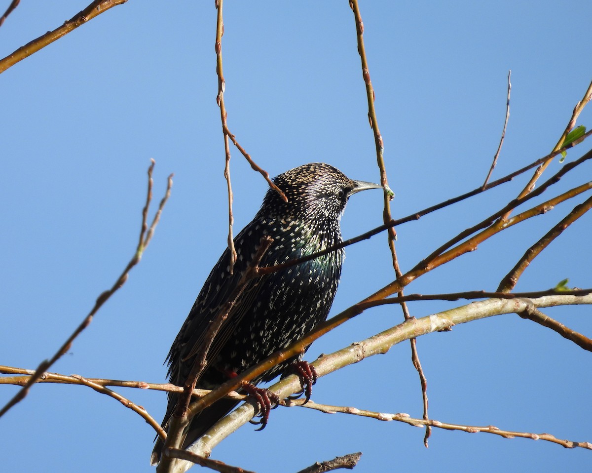 European Starling - ML646038176