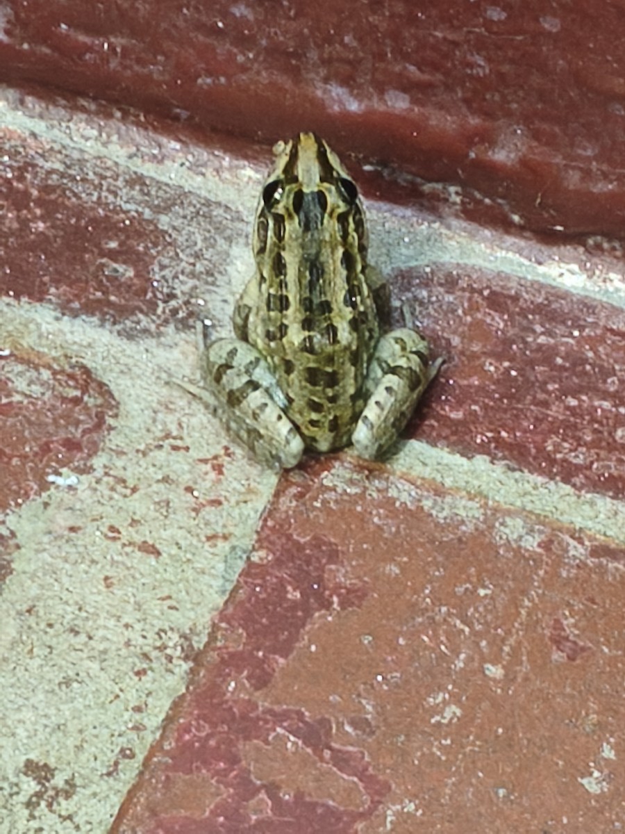 Miranda's White-lipped Frog - ML646038177