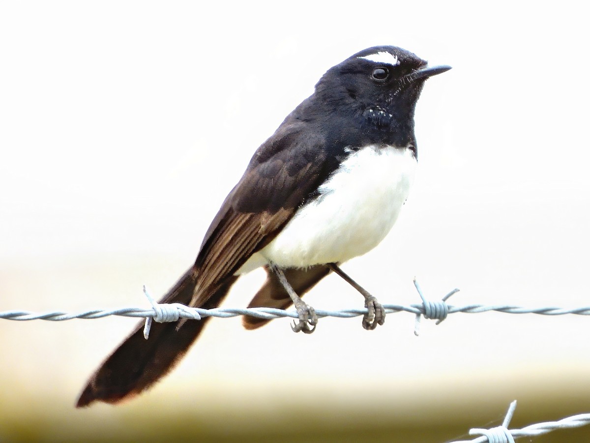 Willie-wagtail - ML646038178