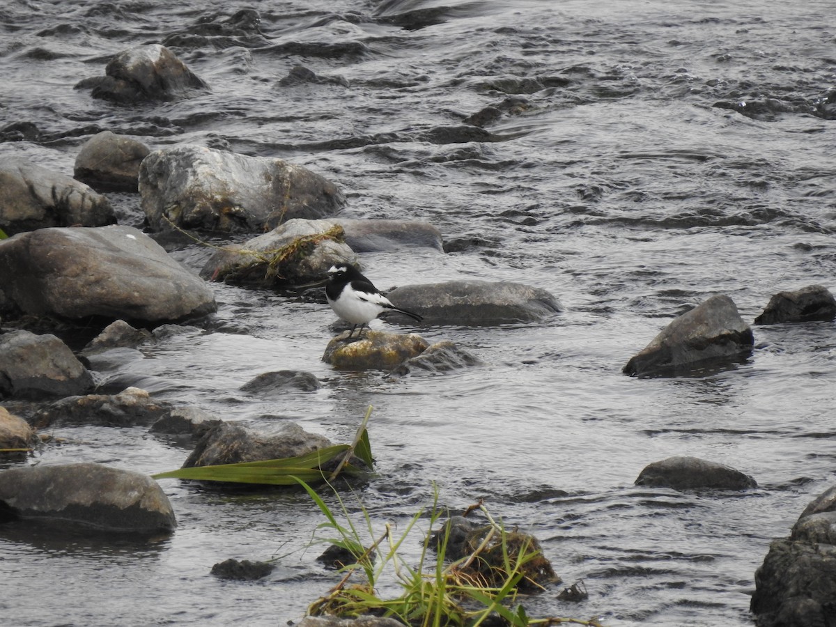 Japanese Wagtail - ML646038180