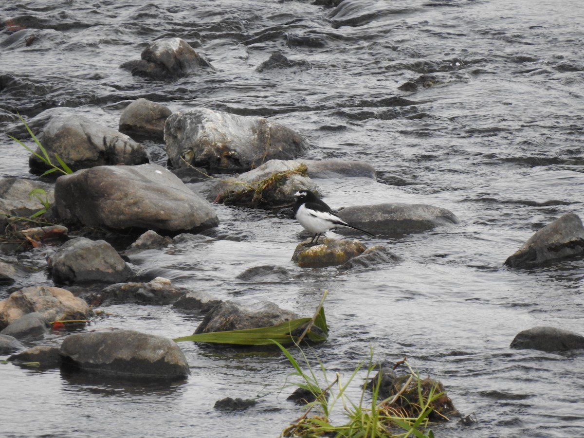Japanese Wagtail - ML646038181