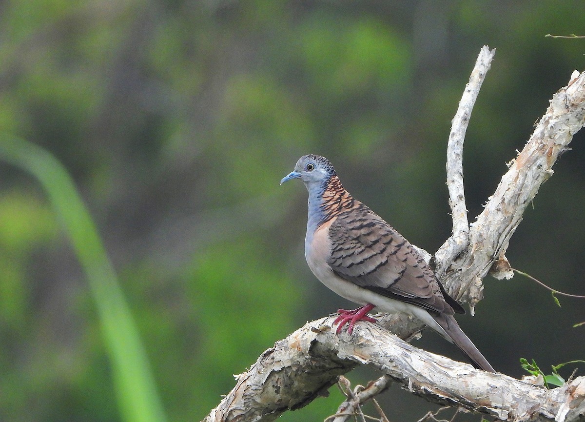 Bar-shouldered Dove - ML646038182