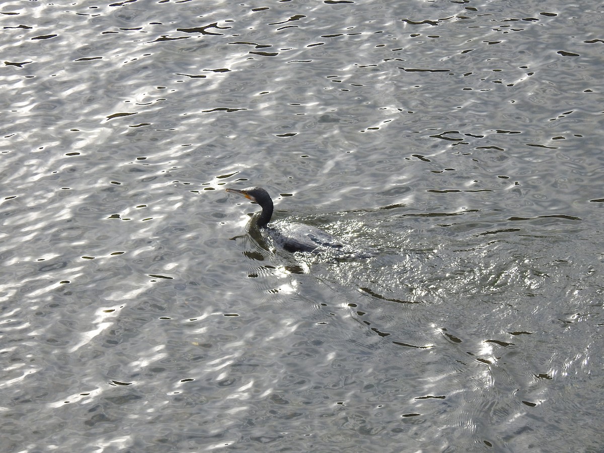 Great Cormorant - ML646038183