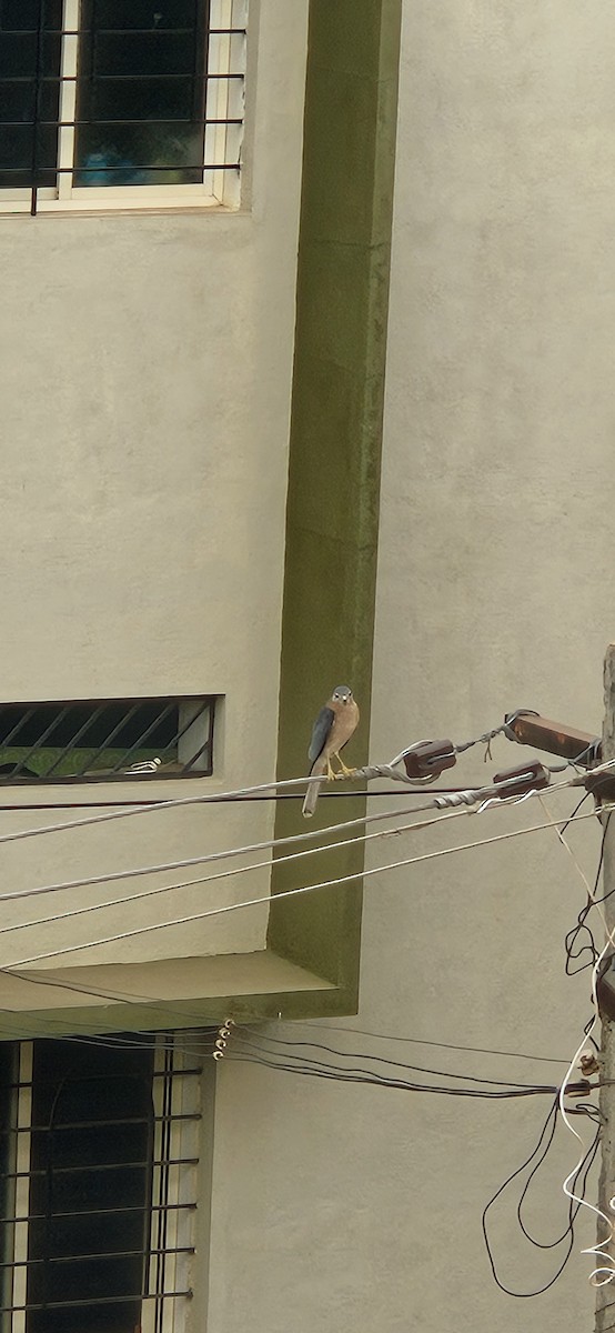 Shikra - ML646038185