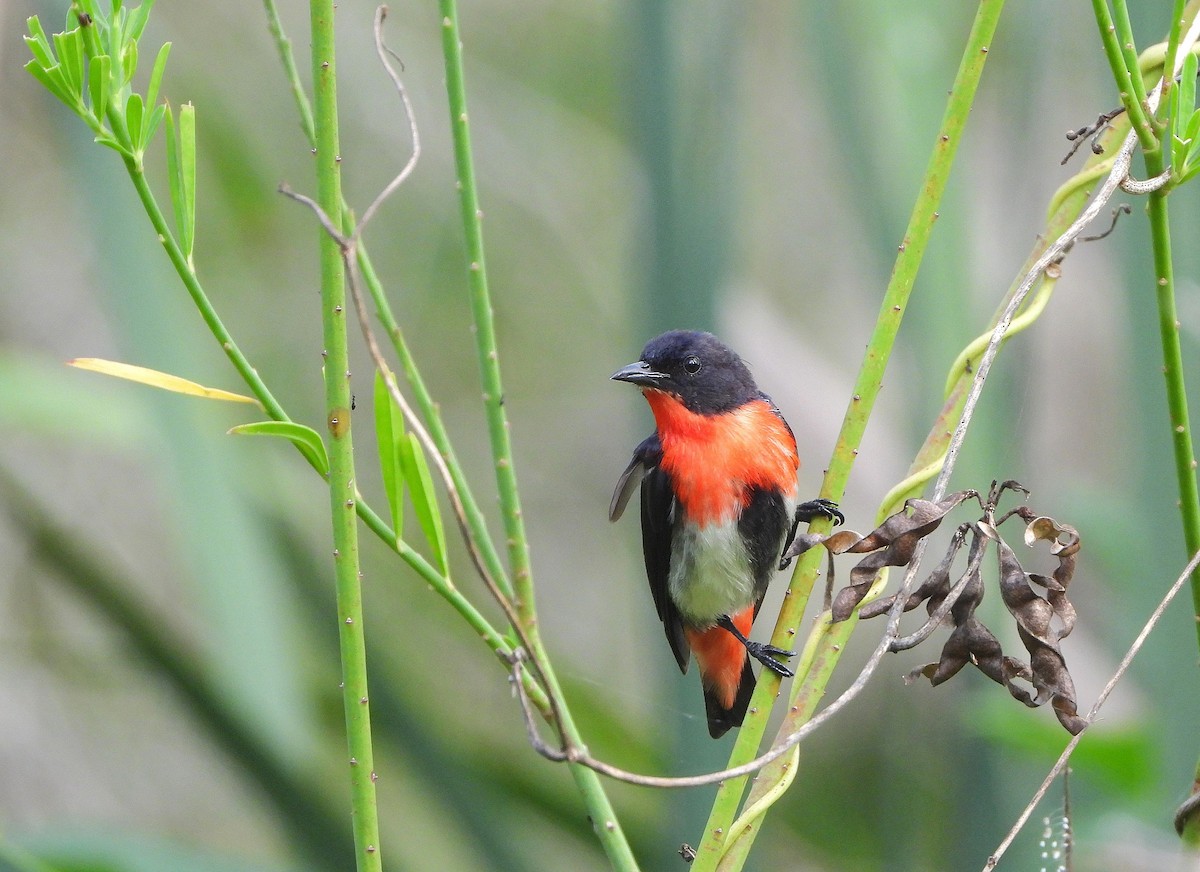 Mistletoebird - ML646038187