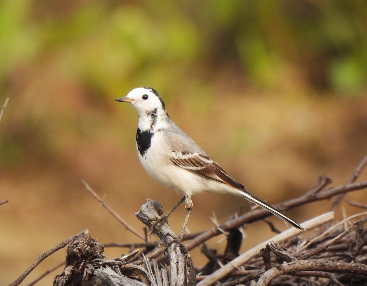White Wagtail - ML646038188