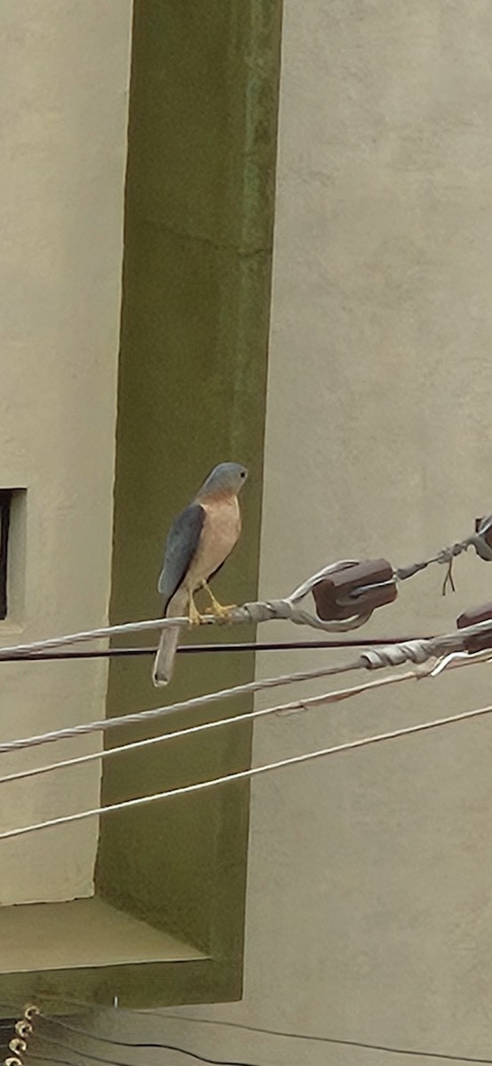 Shikra - ML646038189