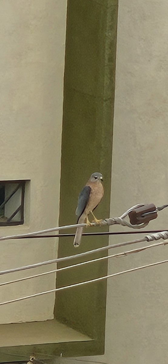 Shikra - ML646038190