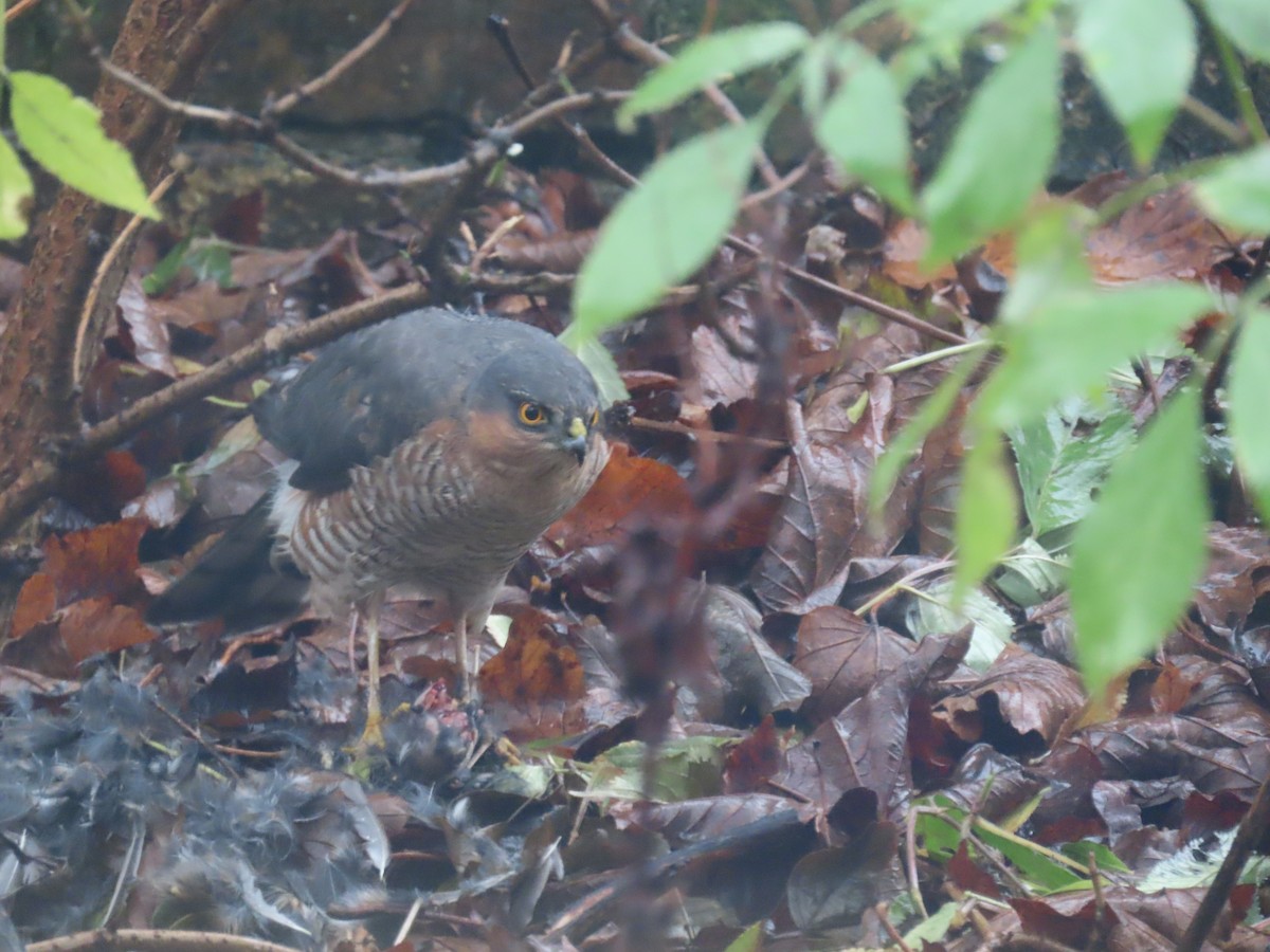 Eurasian Sparrowhawk - ML646038192
