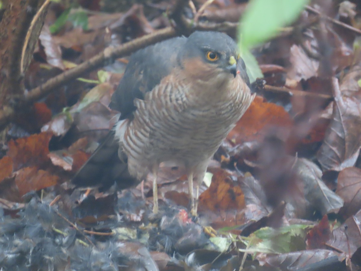 Eurasian Sparrowhawk - ML646038193