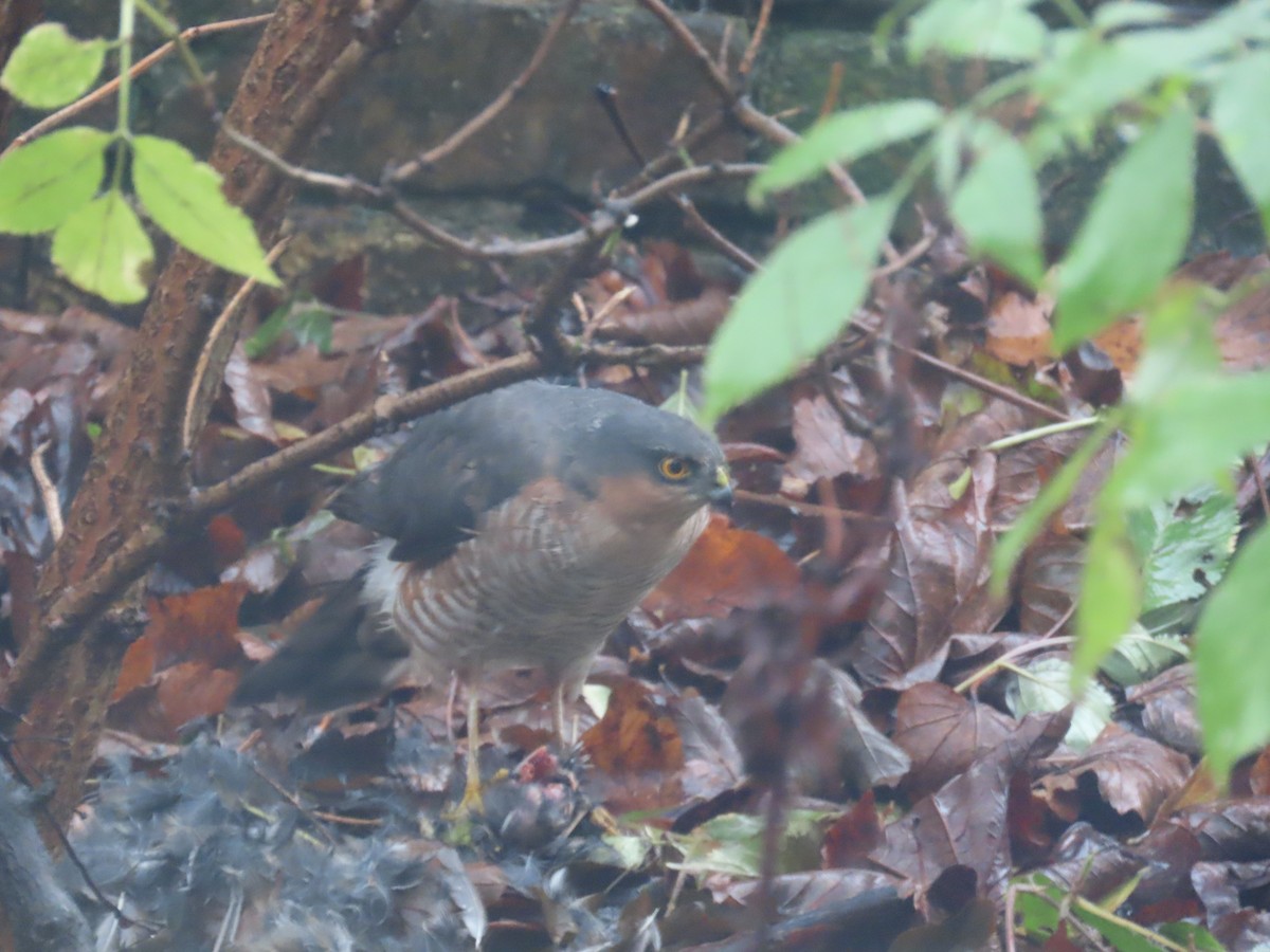 Eurasian Sparrowhawk - ML646038194