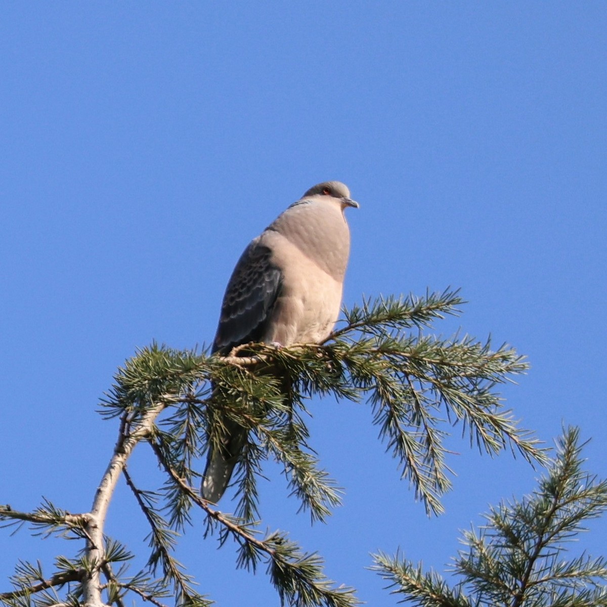 Oriental Turtle-Dove - ML646038195