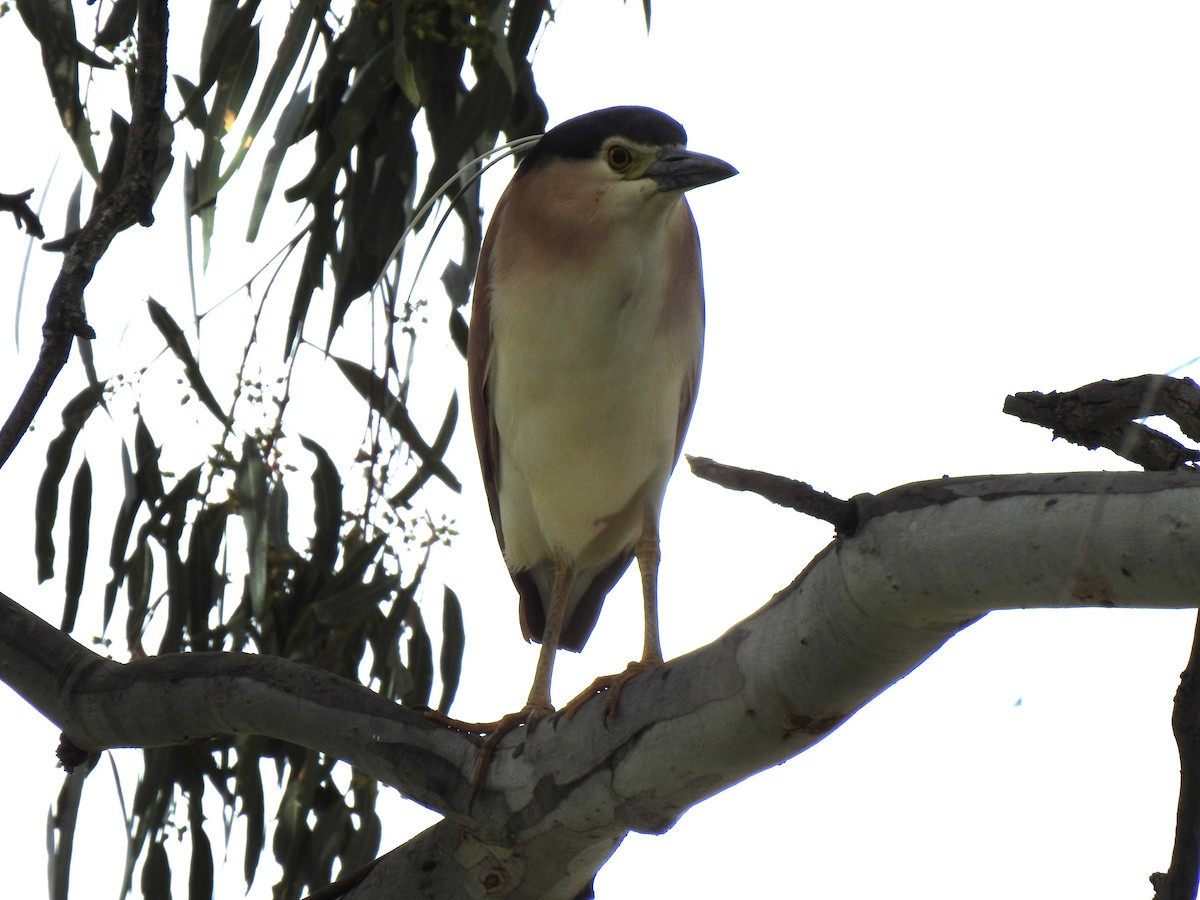 Nankeen Night Heron - ML646038196