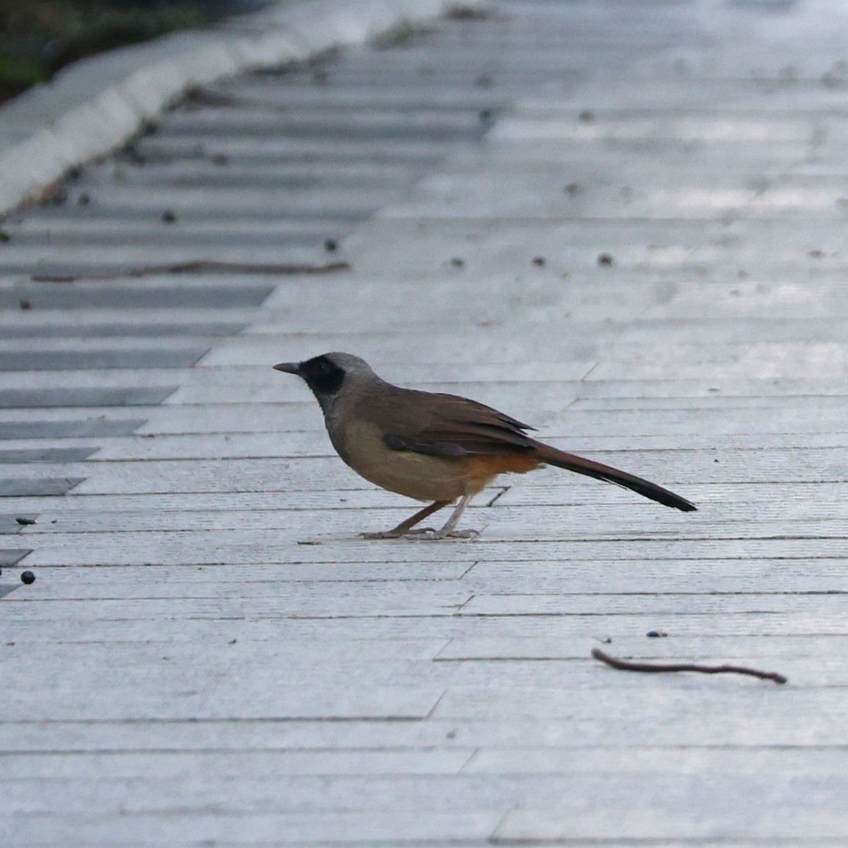 Masked Laughingthrush - ML646038197