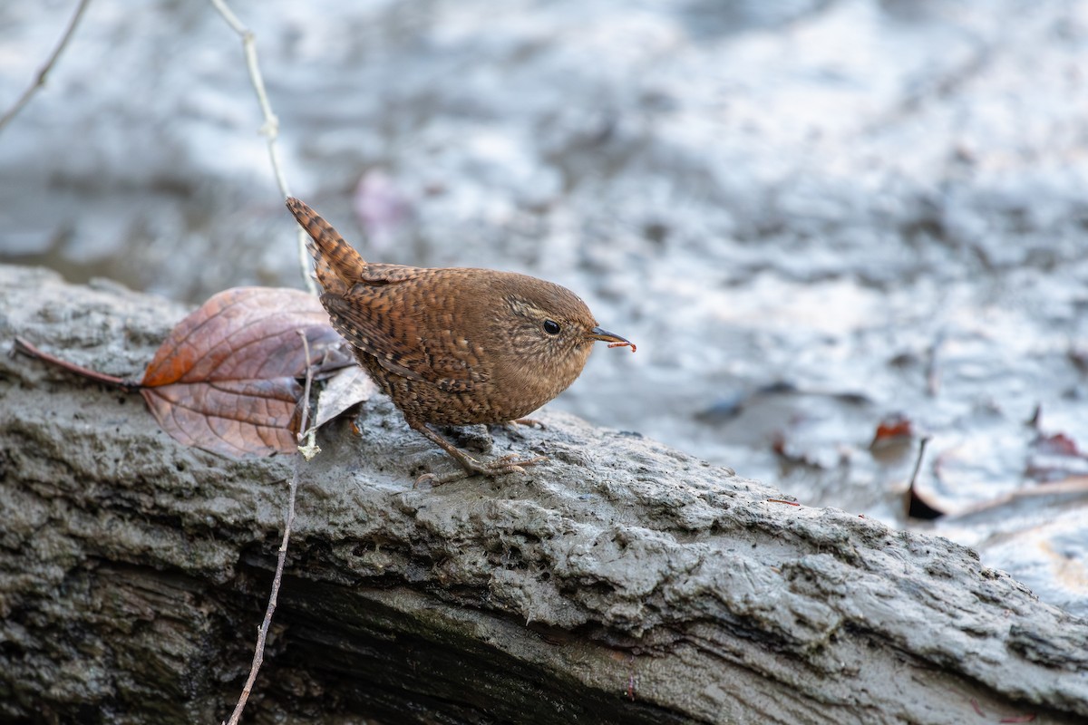 Eurasian Wren - ML646038205