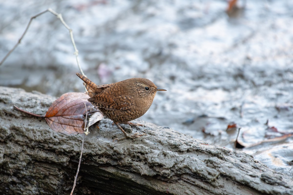 Eurasian Wren - ML646038206