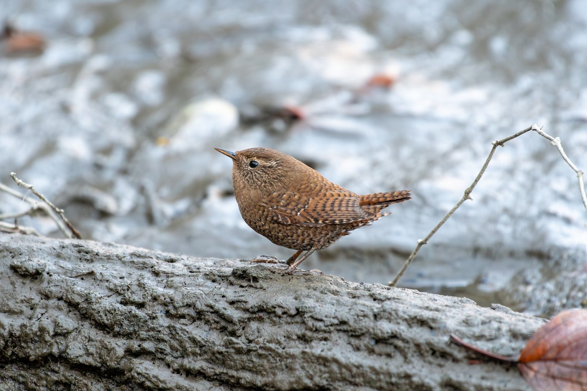 Eurasian Wren - ML646038207