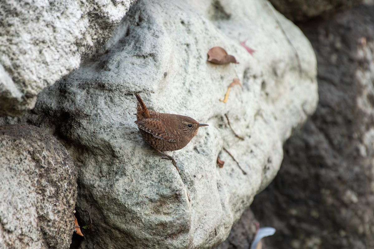 Eurasian Wren - ML646038208