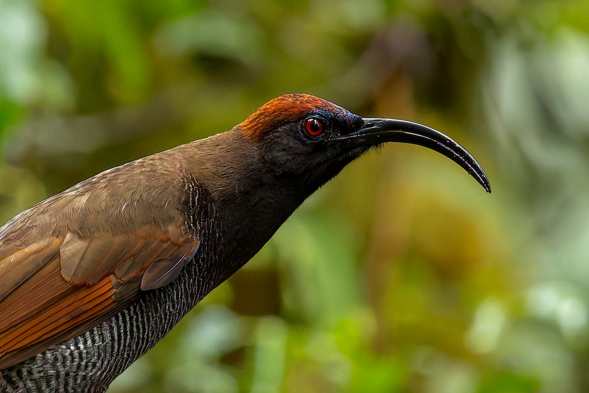 Black Sicklebill - ML646038209