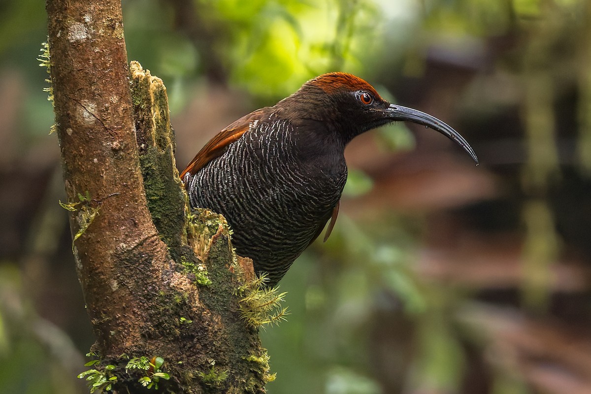 Black Sicklebill - ML646038210