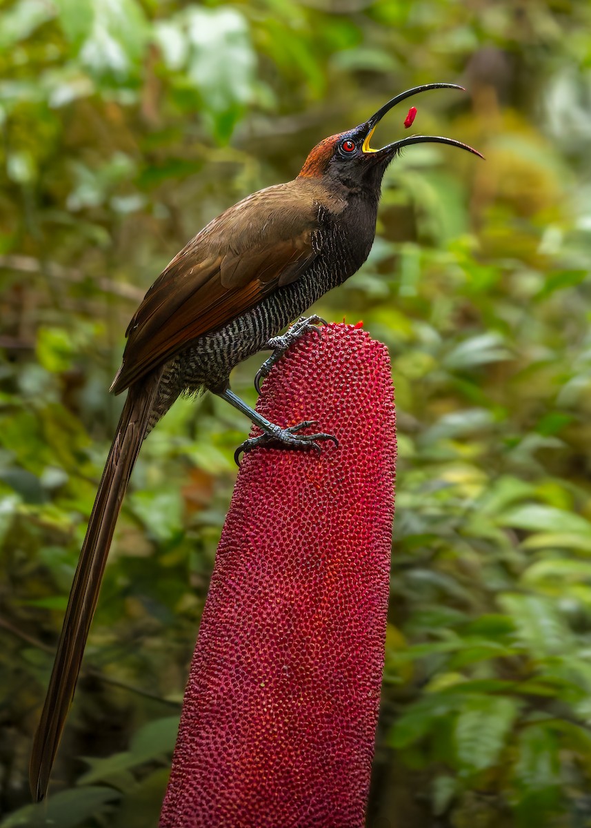 Black Sicklebill - ML646038211