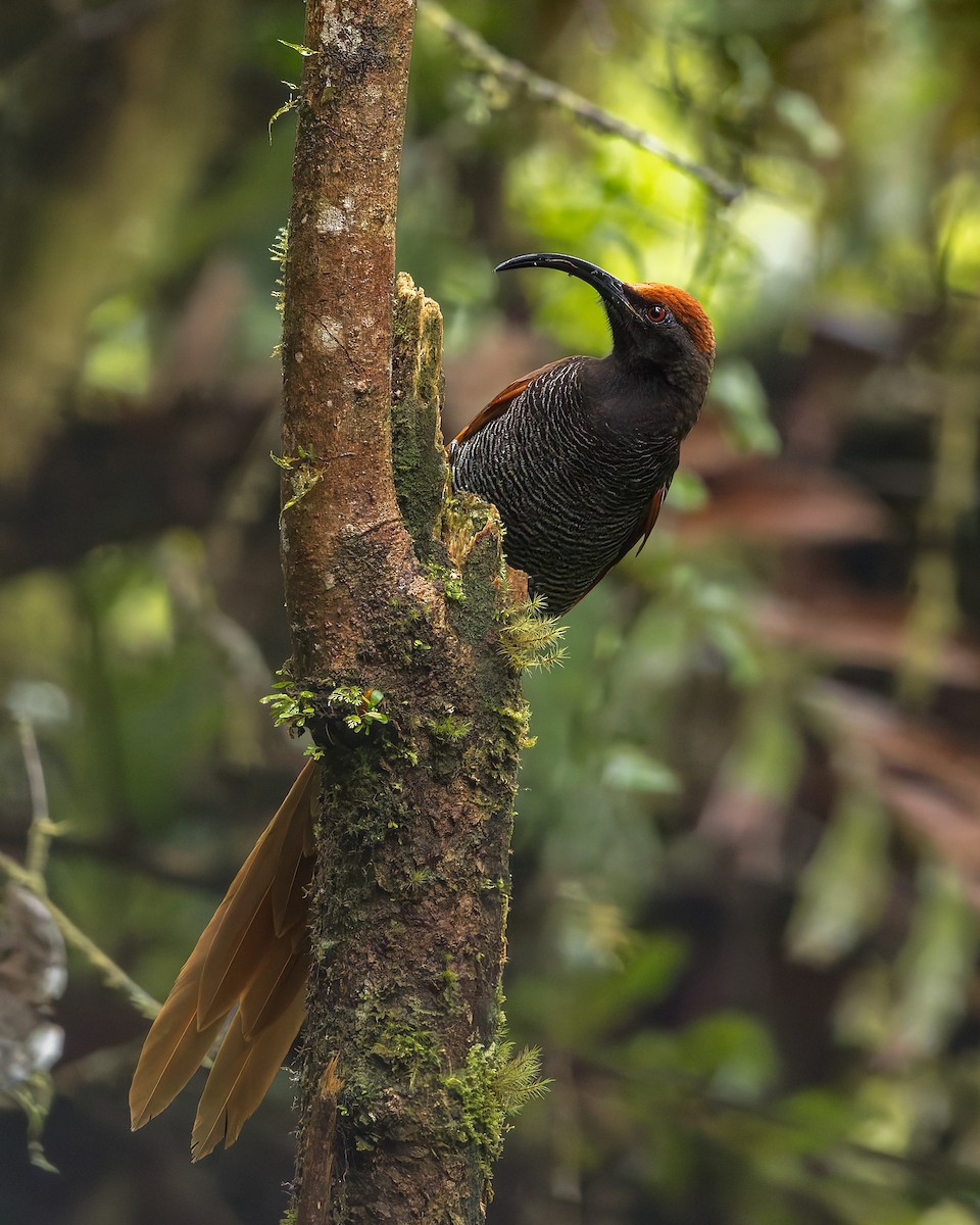 Black Sicklebill - ML646038212