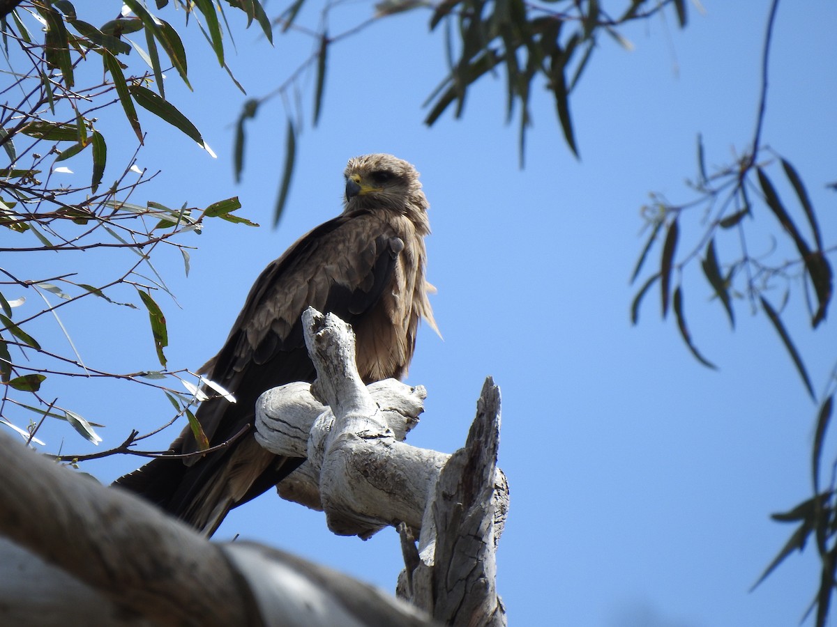 Black Kite - ML646038213