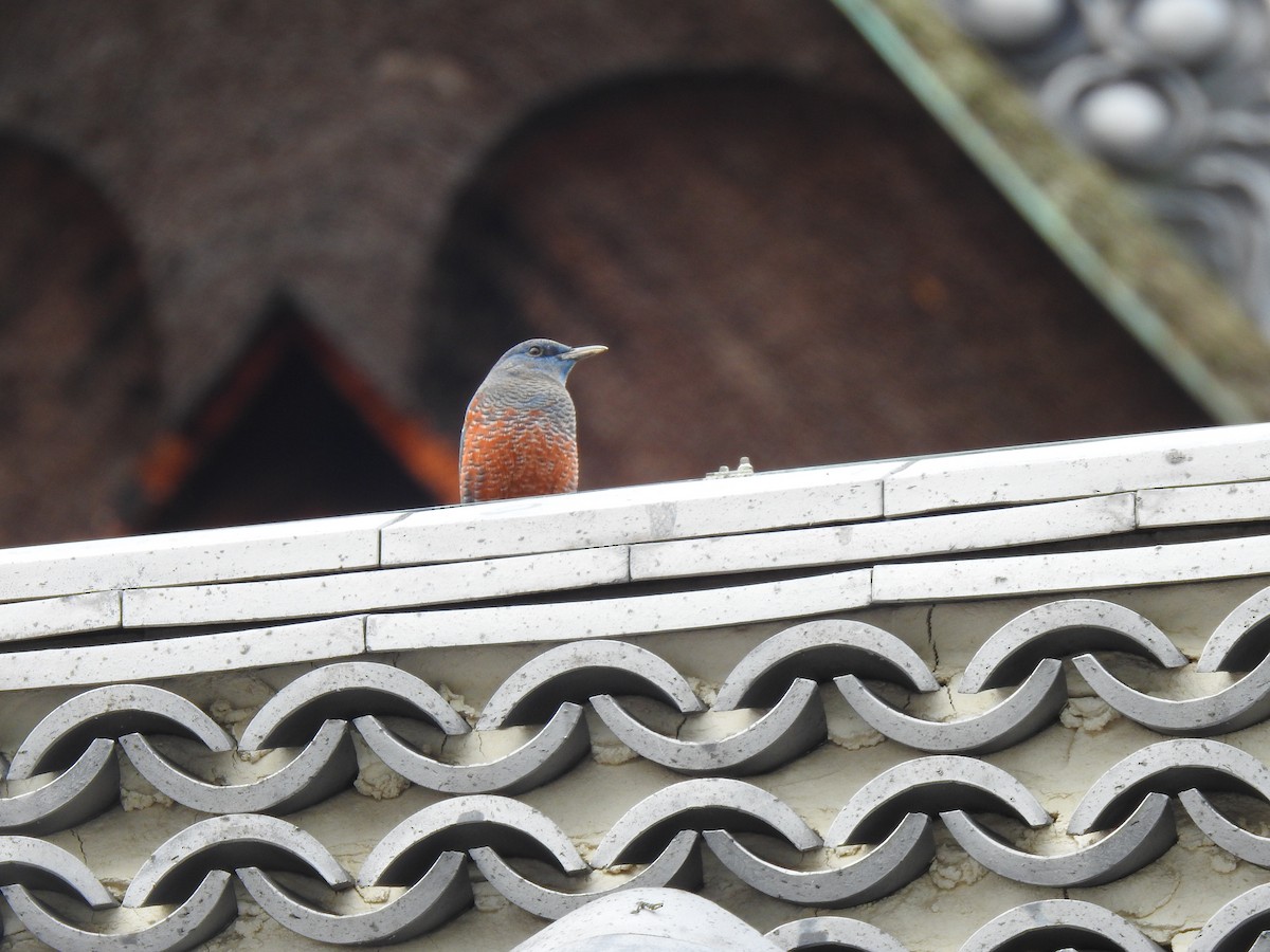 Blue Rock-Thrush - ML646038221