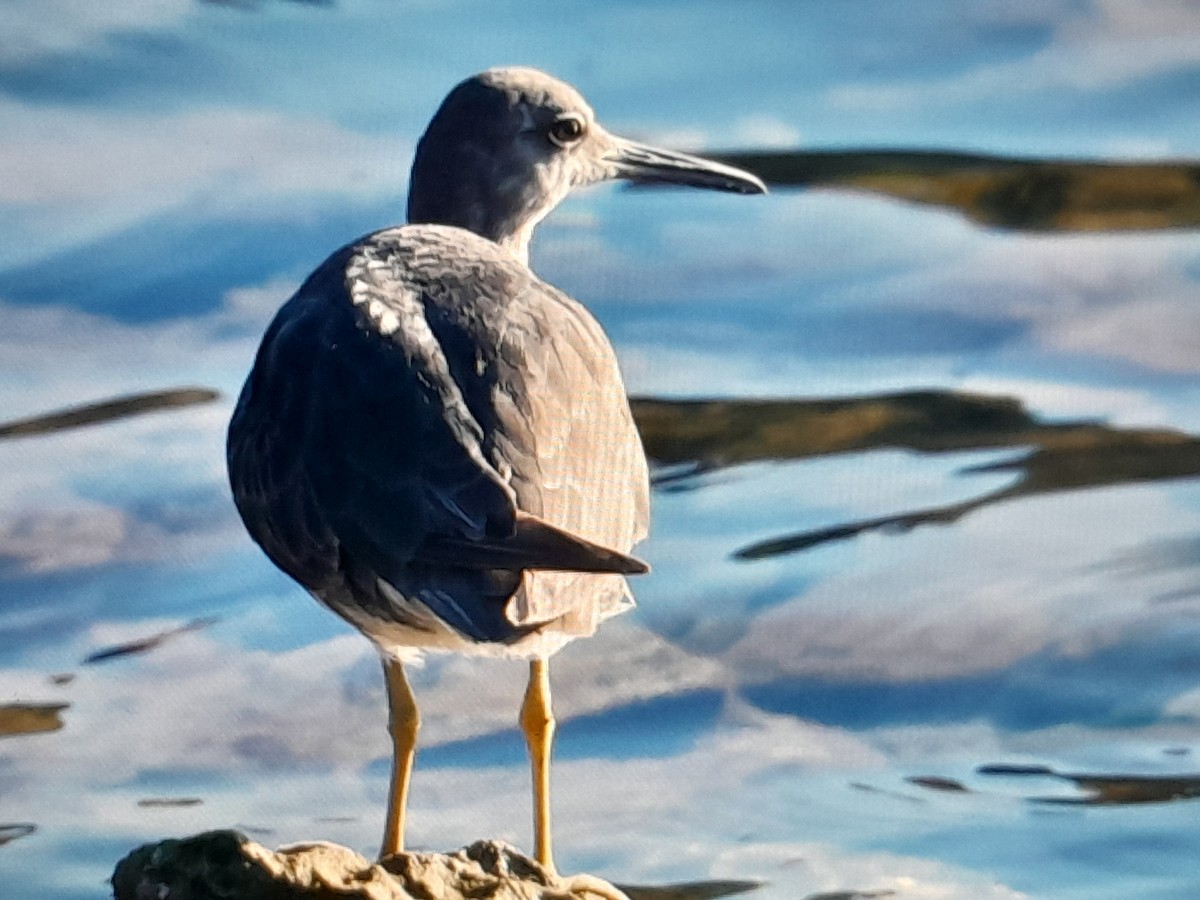 Wandering Tattler - ML646038223