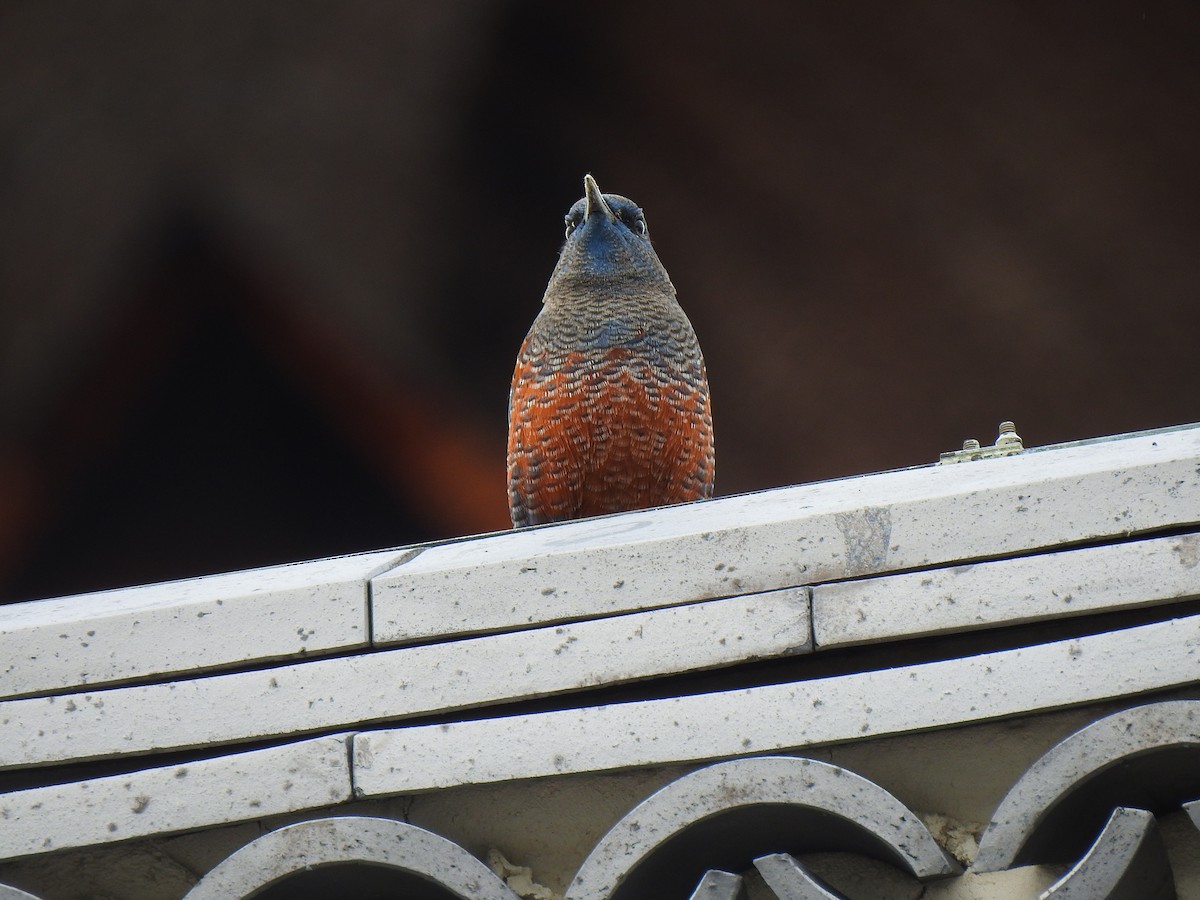 Blue Rock-Thrush - ML646038224