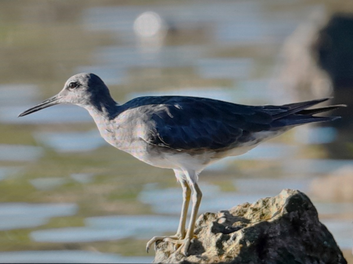 Wandering Tattler - ML646038225