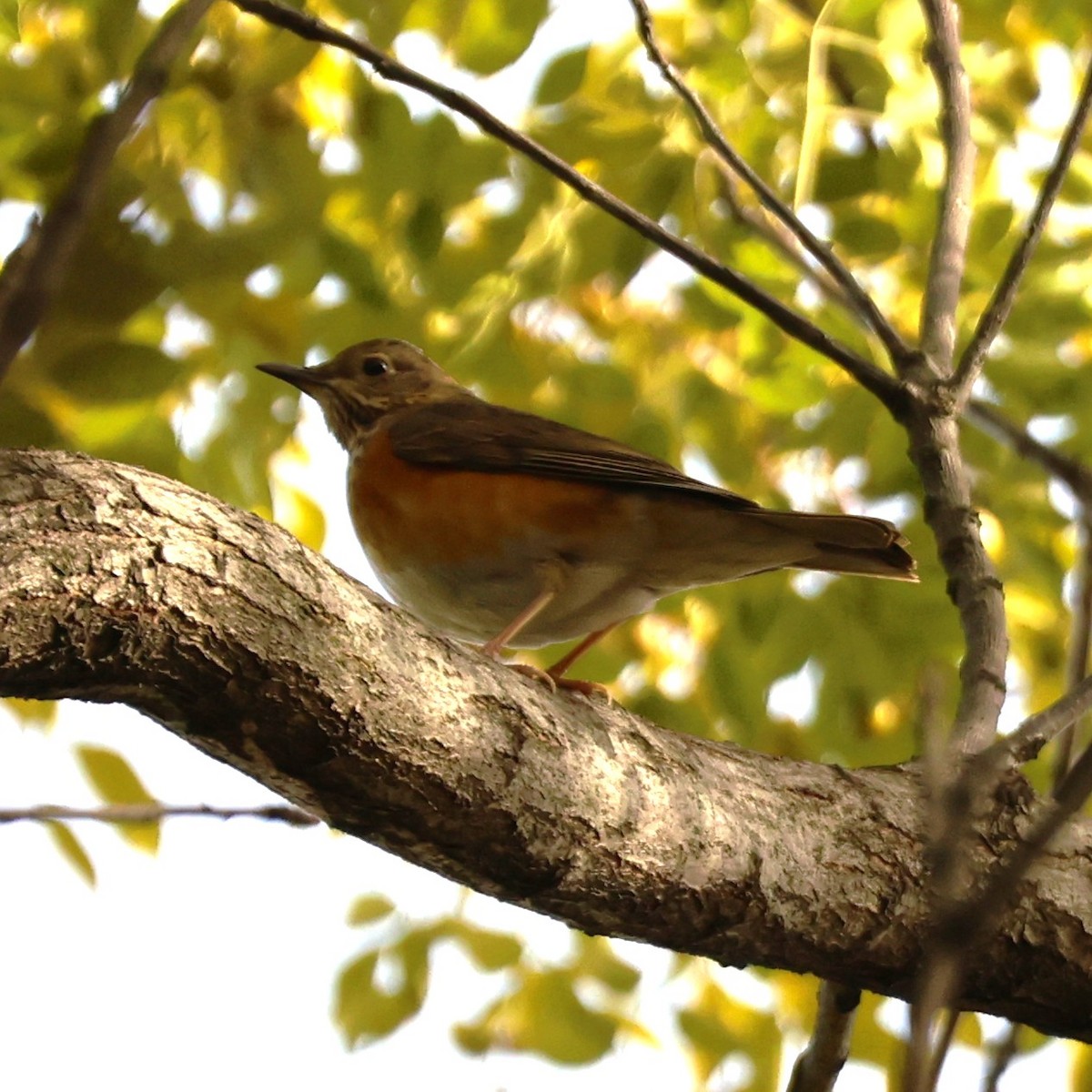 Gray-backed Thrush - ML646038226