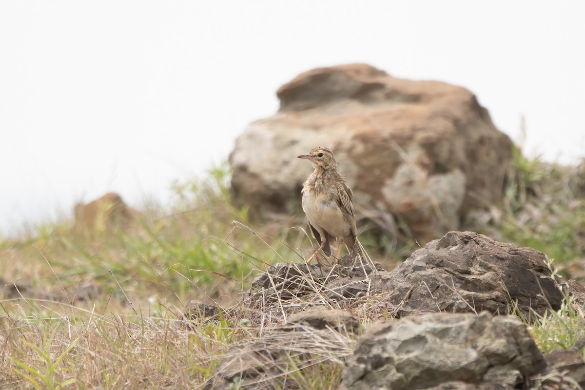 Paddyfield Pipit - ML646038227