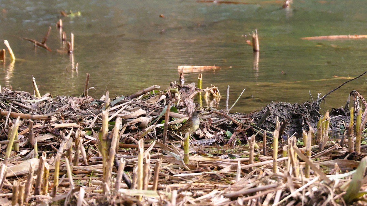Black-faced Bunting - ML646038228