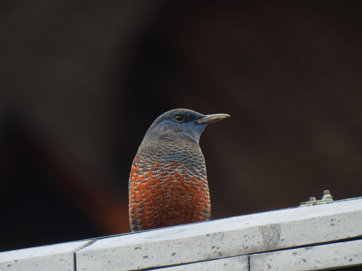 Blue Rock-Thrush - ML646038229